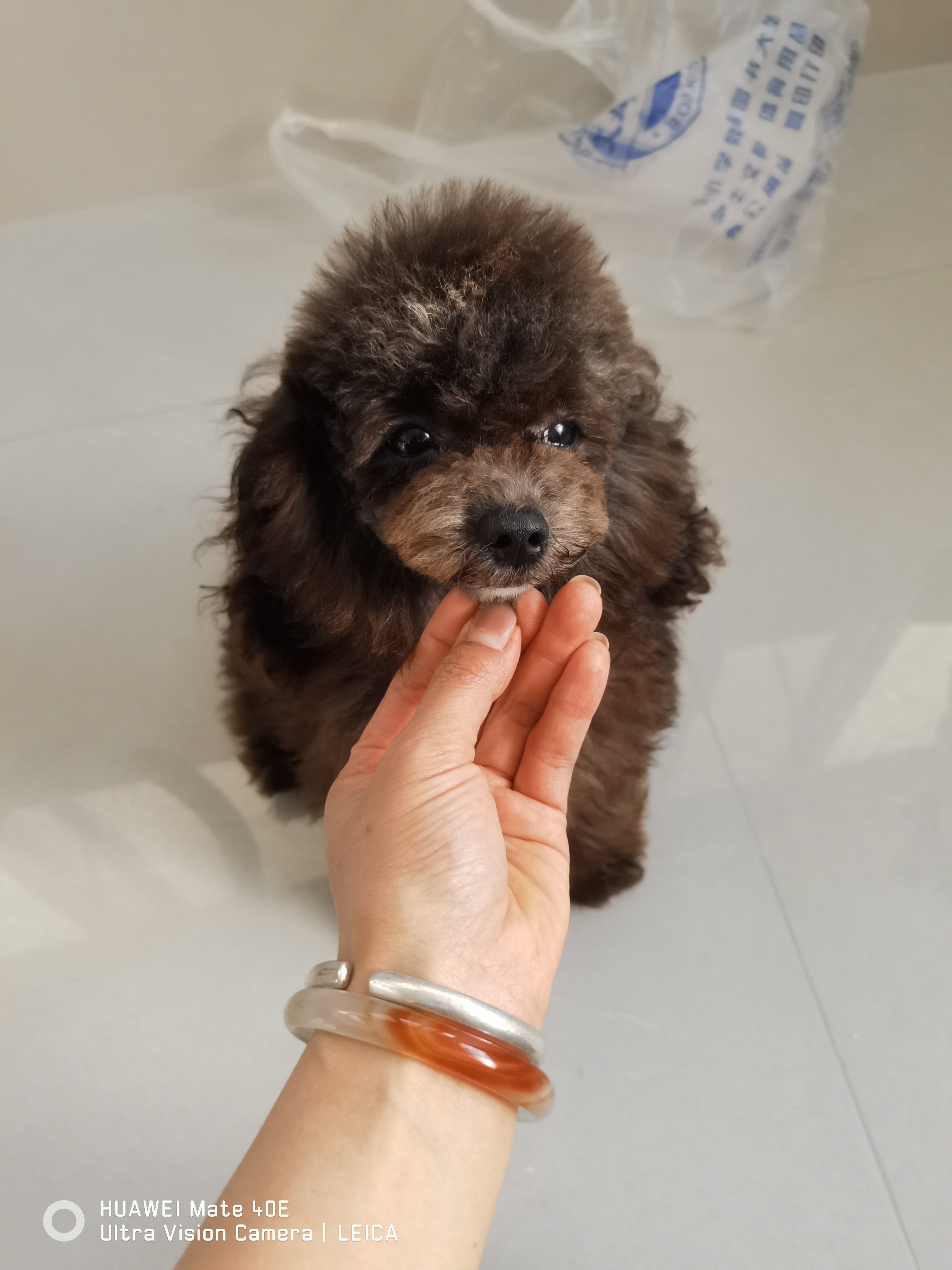 灰泰迪幼犬 母 可爱粘人